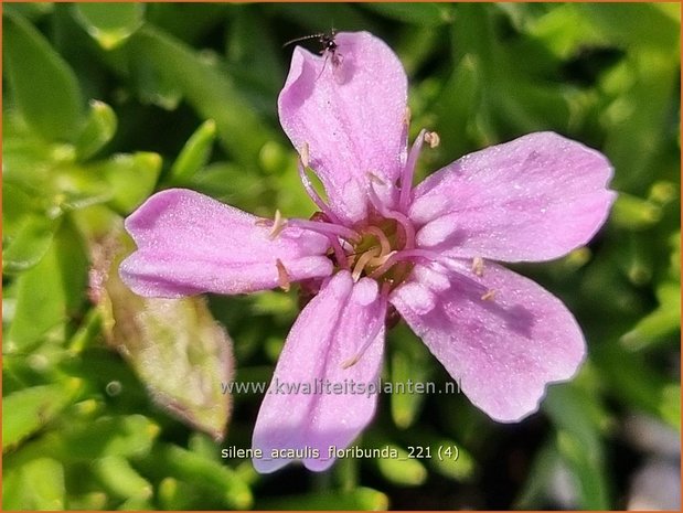 Silene acaulis &#39;Floribunda&#39; | Stengelloze silene, Lijmkruid | Kalk-Polsternelke