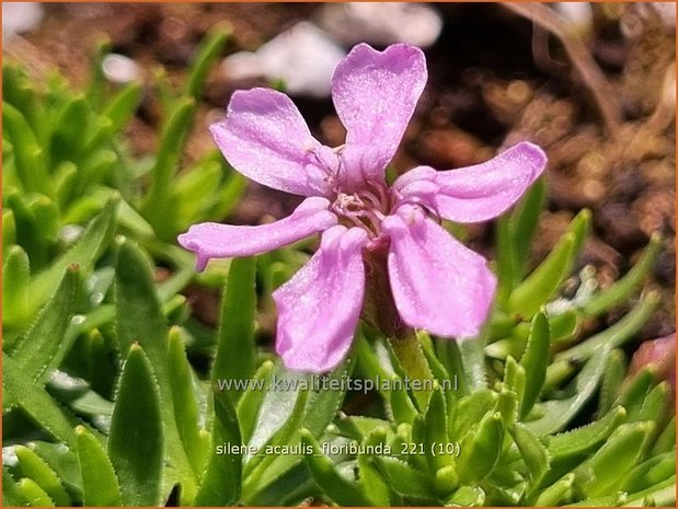 Silene acaulis &#39;Floribunda&#39; | Stengelloze silene, Lijmkruid | Kalk-PolsternelkeSilene acaulis &#39;Floribun