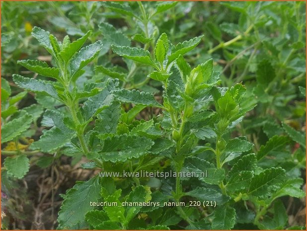 Teucrium chamaedrys &#39;Nanum&#39; | Echte gamander, Muurgamander, Gamander | Echter Gamander