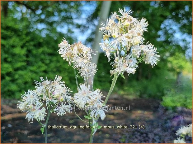 Thalictrum aquilegifolium 'Nimbus White' | Akeleiruit, Ruit | Akeleiblättrige Wiesenraute