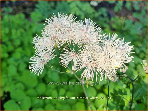 Thalictrum aquilegifolium 'Nimbus White' | Akeleiruit, Ruit | Akeleiblättrige Wiesenraute