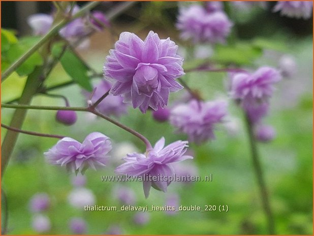 Thalictrum delavayi 'Hewitt's Double' | Chinese ruit, Ruit | Delavays Wiesenraute