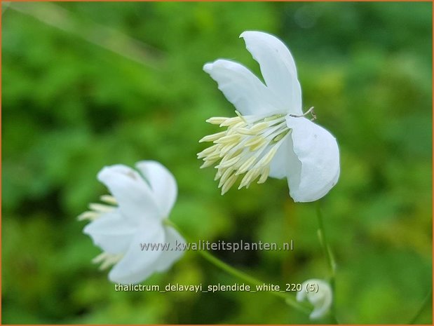 Thalictrum delavayi &#39;Splendide White&#39; | Chinese ruit, Ruit | Delavays Wiesenraute