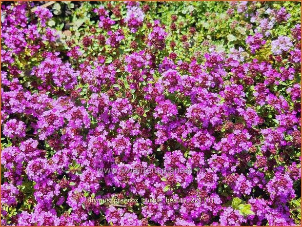 Thymus praecox &#39;Purple Beauty&#39; | Kruiptijm, Tijm | Niedergestreckter Thymian