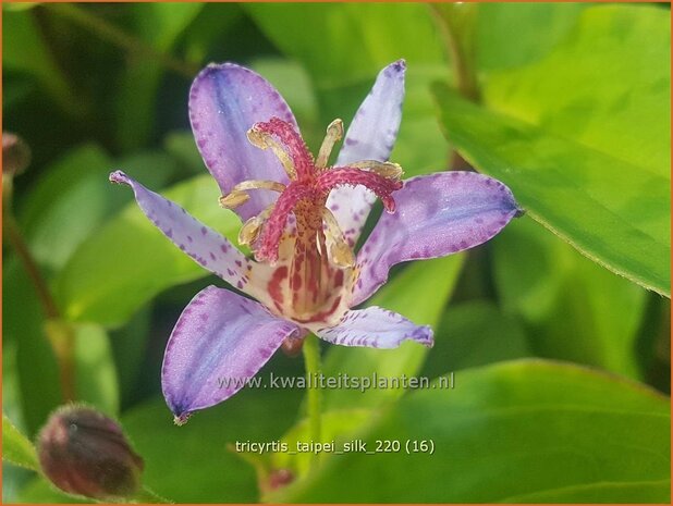 Tricyrtis 'Taipei Silk' | Paddenlelie, Armeluisorchidee | Krötenlilie