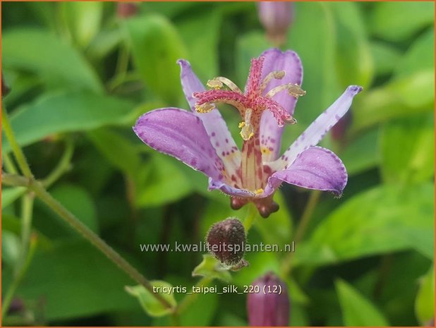 Tricyrtis 'Taipei Silk' | Paddenlelie, Armeluisorchidee | Krötenlilie