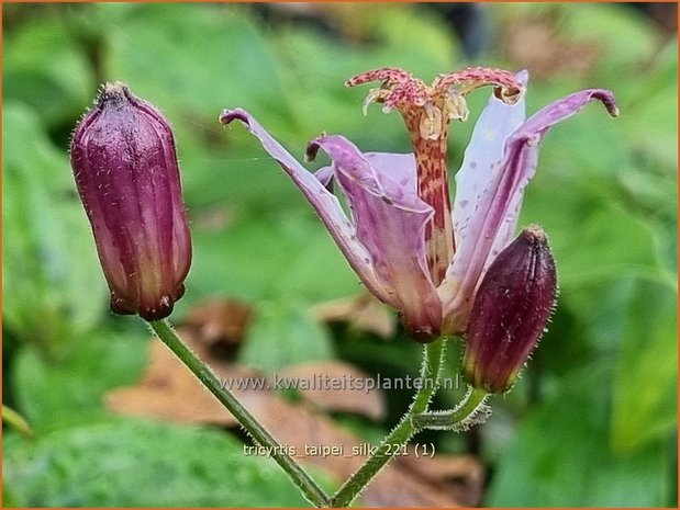 Tricyrtis 'Taipei Silk' | Paddenlelie, Armeluisorchidee | Krötenlilie