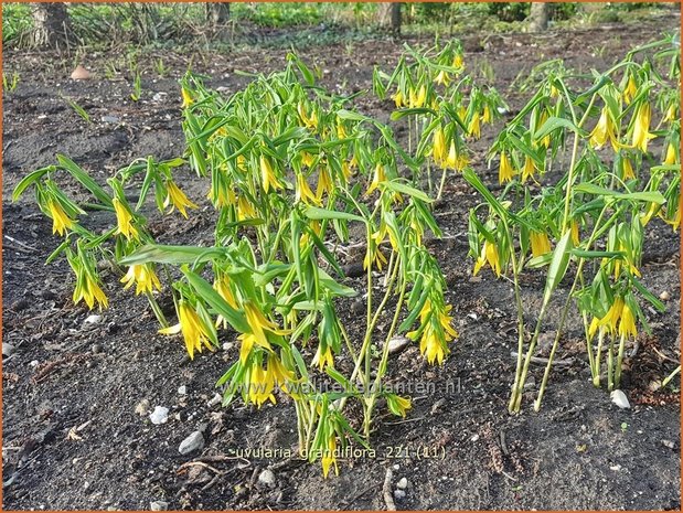 Uvularia grandiflora | Huigkruid, Treurklokje, Feestklokje | Hänge-Goldglocke