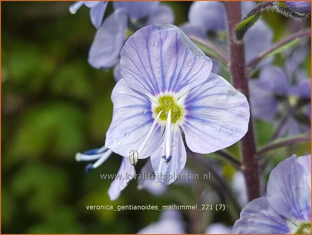 Veronica gentianoides &#39;Maihimmel&#39; | Gentiaan-ereprijs, Ereprijs | Enzianblättriger Ehrenpreis