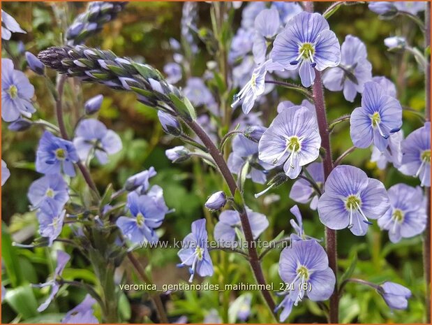 Veronica gentianoides &#39;Maihimmel&#39; | Gentiaan-ereprijs, Ereprijs | Enzianblättriger Ehrenpreis