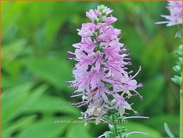 Veronica spicata &#39;Inspire Pink&#39; | Aarereprijs, Ereprijs | Ähren-Ehrenpreis