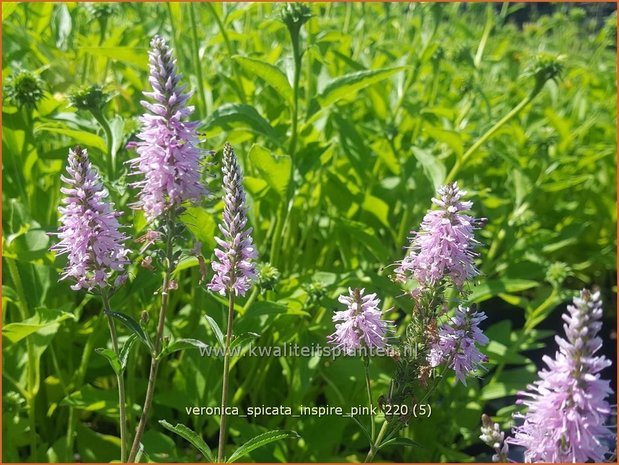 Veronica spicata &#39;Inspire Pink&#39; | Aarereprijs, Ereprijs | Ähren-Ehrenpreis