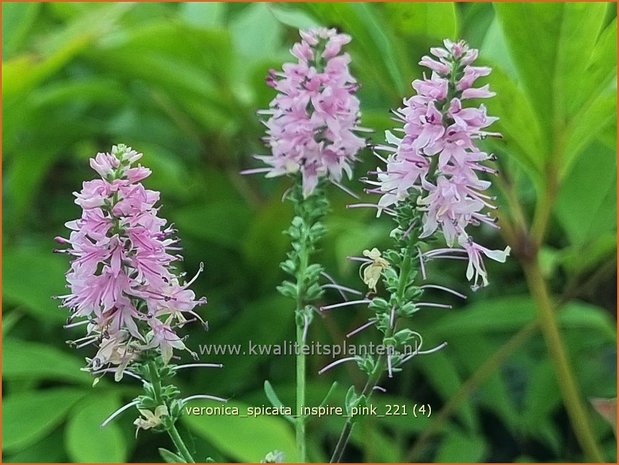 Veronica spicata &#39;Inspire Pink&#39; | Aarereprijs, Ereprijs | Ähren-Ehrenpreis