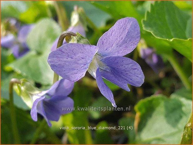 Viola sororia &#39;Blue Diamond&#39; | Zusterviooltje, Viooltje | Pfingst-Veilchen