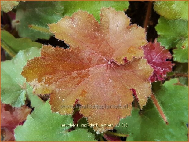 Heuchera &#39;Rex Dark Amber&#39; | Purperklokje | Purpurglöckchen