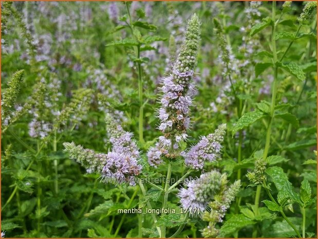 Mentha longifolia | Hertsmunt, Bosmunt, Munt | Roß-Minze