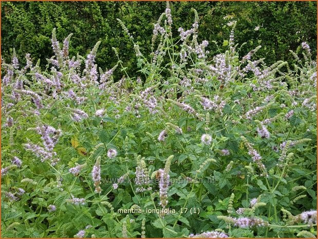 Mentha longifolia | Hertsmunt, Bosmunt, Munt | Roß-Minze