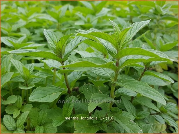 Mentha longifolia | Hertsmunt, Bosmunt, Munt | Roß-Minze