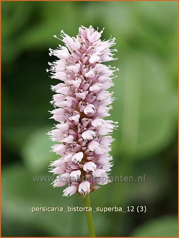 Persicaria bistorta &#39;Superba&#39; | Adderwortel, Duizendknoop | Schlangenknöterich