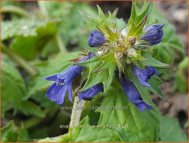 Ajuga incisa 'Blue Enigma' | Japans zenegroen, Zenegroen | Eingeschnittener Günsel | Bugle