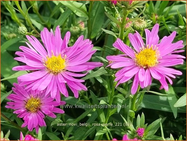 Aster novi-belgii 'Rosa Perle' | Nieuw-Nederlandse aster, Herfstaster, Aster | Glattblatt-Aster