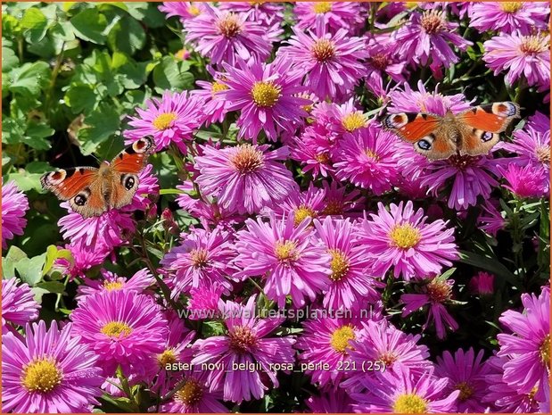 Aster novi-belgii 'Rosa Perle' | Nieuw-Nederlandse aster, Herfstaster, Aster | Glattblatt-Aster