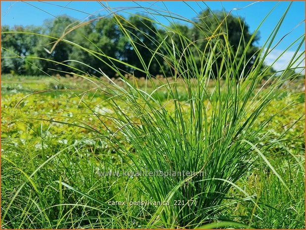 Carex pensylvanica | Zegge | Pennsylvania-Segge