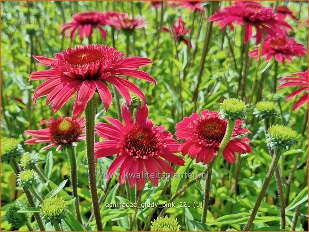 Echinacea 'Giddy Pink' | Rode zonnehoed, Zonnehoed | Roter Sonnenhut