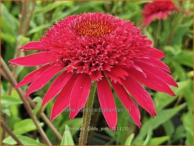 Echinacea 'Giddy Pink' | Rode zonnehoed, Zonnehoed | Roter Sonnenhut