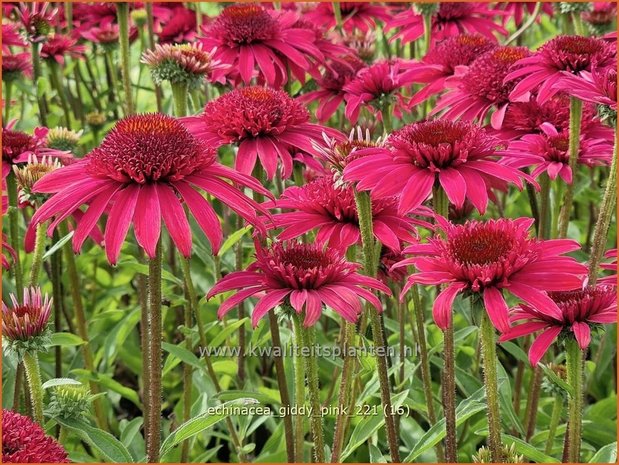 Echinacea 'Giddy Pink' | Rode zonnehoed, Zonnehoed | Roter Sonnenhut