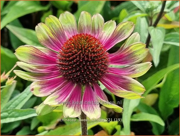 Echinacea 'Sweet Sandia' | Rode zonnehoed, Zonnehoed | Roter Sonnenhut