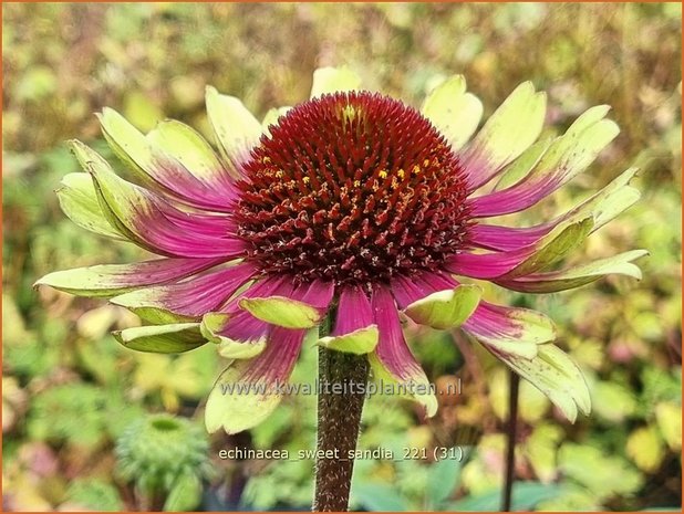 Echinacea 'Sweet Sandia' | Rode zonnehoed, Zonnehoed | Roter Sonnenhut