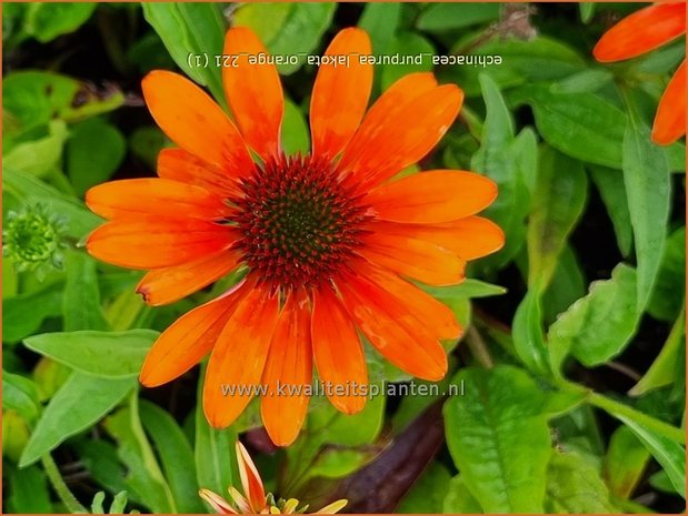 Echinacea purpurea 'Lakota Orange' | Rode zonnehoed, Zonnehoed | Roter Sonnenhut