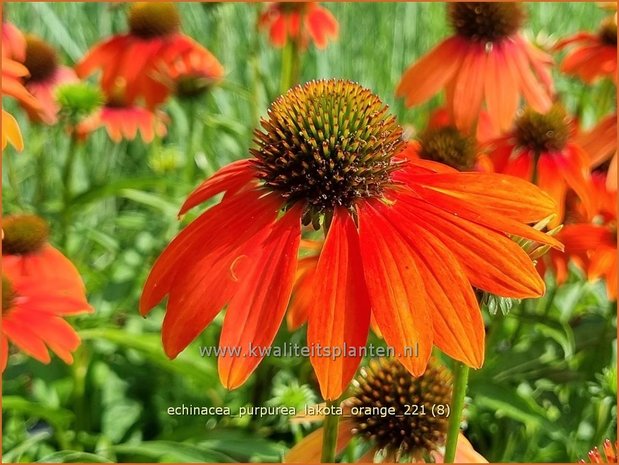 Echinacea purpurea 'Lakota Orange' | Rode zonnehoed, Zonnehoed | Roter Sonnenhut