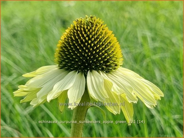 Echinacea purpurea 'Sunseekers Apple Green' | Rode zonnehoed, Zonnehoed | Roter Sonnenhut