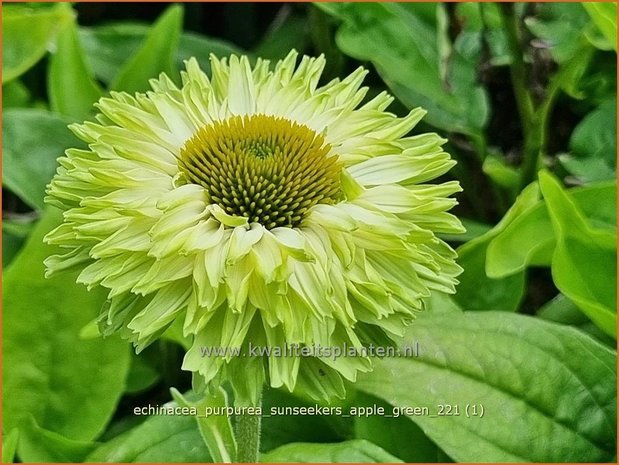 Echinacea purpurea 'Sunseekers Apple Green' | Rode zonnehoed, Zonnehoed | Roter Sonnenhut