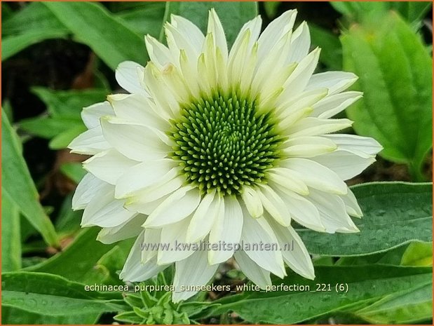 Echinacea purpurea 'Sunseekers White Perfection' | Rode zonnehoed, Zonnehoed | Roter Sonnenhut