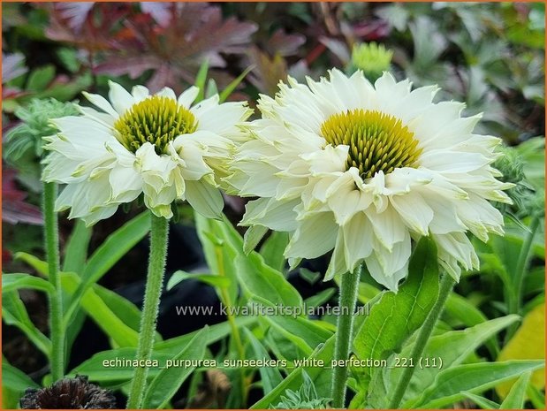 Echinacea purpurea 'Sunseekers White Perfection' | Rode zonnehoed, Zonnehoed | Roter Sonnenhut