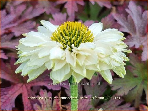 Echinacea purpurea 'Sunseekers White Perfection' | Rode zonnehoed, Zonnehoed | Roter Sonnenhut