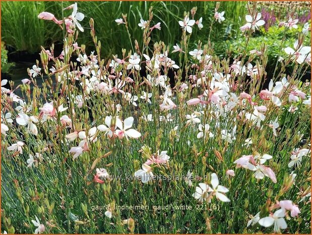 Gaura lindheimeri 'Gaudi White' | Prachtkaars, Vlinderkruid | Prachtkerze