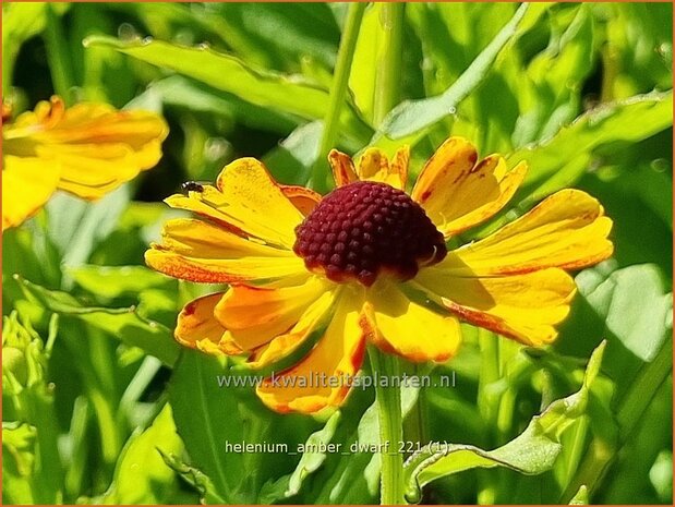 Helenium 'Amber Dwarf' | Zonnekruid | Sonnenbraut