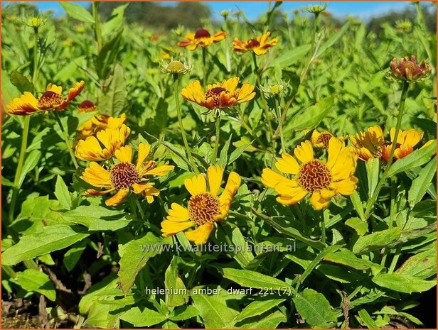 Helenium 'Amber Dwarf' | Zonnekruid | Sonnenbraut