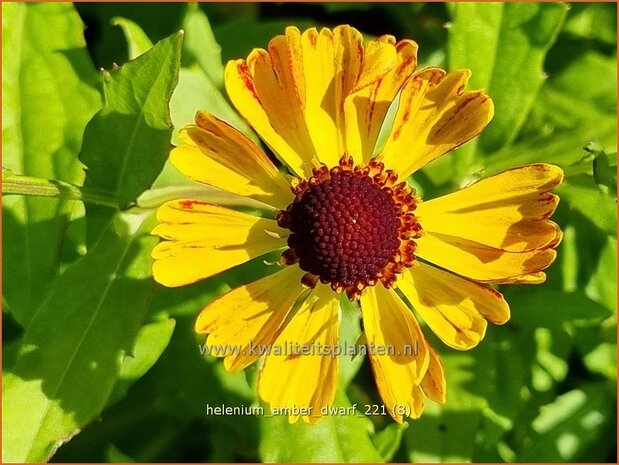 Helenium 'Amber Dwarf' | Zonnekruid | Sonnenbraut