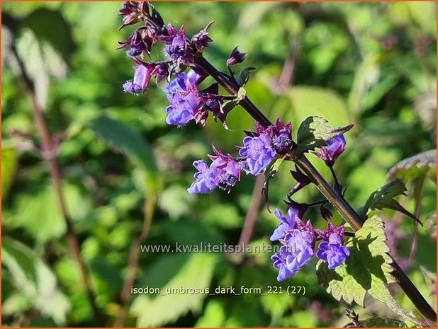 Isodon umbrosus 'Dark Form' | Chinesische Buschnessel