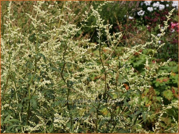 Artemisia lactiflora 'Jim Russell' | Witte bijvoet, Alsem, Bijvoet | Weiße Raute