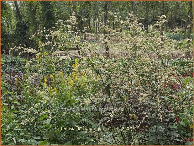 Artemisia lactiflora 'Jim Russell' | Witte bijvoet, Alsem, Bijvoet | Weiße Raute