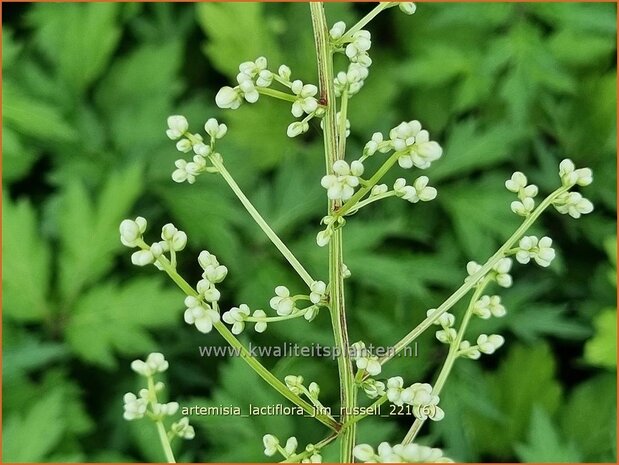 Artemisia lactiflora 'Jim Russell' | Witte bijvoet, Alsem, Bijvoet | Weiße Raute