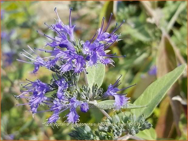 Caryopteris clandonensis 'Heavenly Blue' | Blauwe spirea, Blauwbaard, Baardbloem | Bartblume