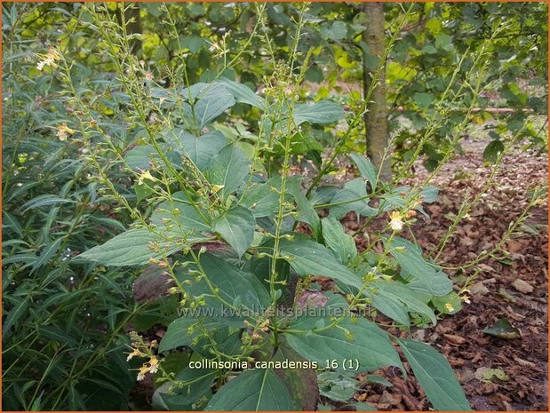 Collinsonia canadensis | Paardenbalsem, Steenwortel, Canadese gruiswortel | Steinwurzel