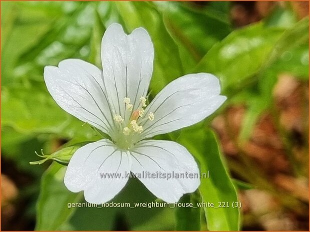 Geranium nodosum 'Wreighburn House White' | Knopige ooievaarsbek, Ooievaarsbek, Tuingeranium, Geranium | Bergwald-Sto